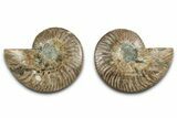 Cut & Polished, Agatized Ammonite Fossil - Madagascar #346162-1